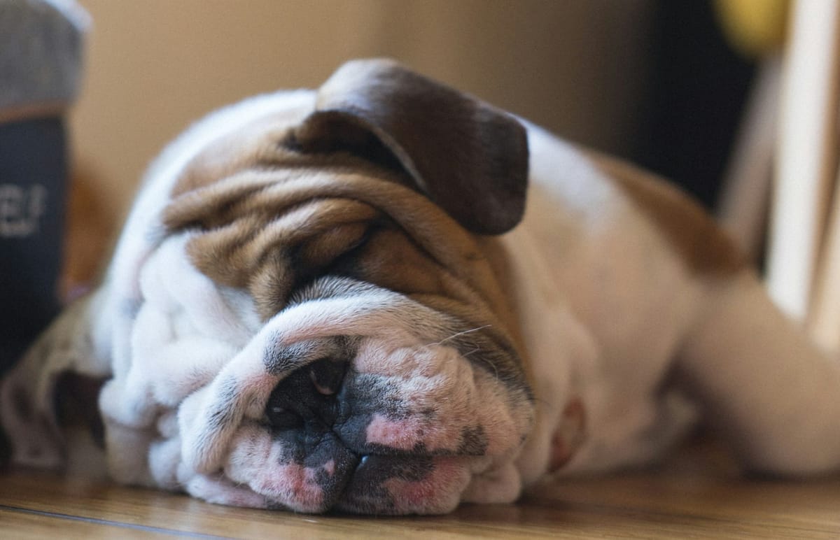Dogs' sleep waves correlate to their intelligence - the dog g-factor