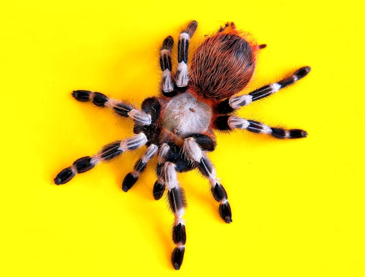 Not all fears are created equal: The brain's response to spiders (and other fear triggers)