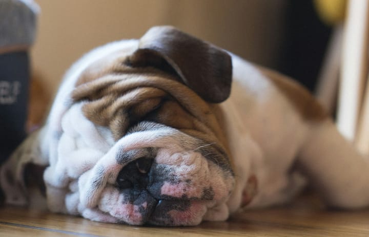 Dogs' sleep waves correlate to their intelligence - the dog g-factor