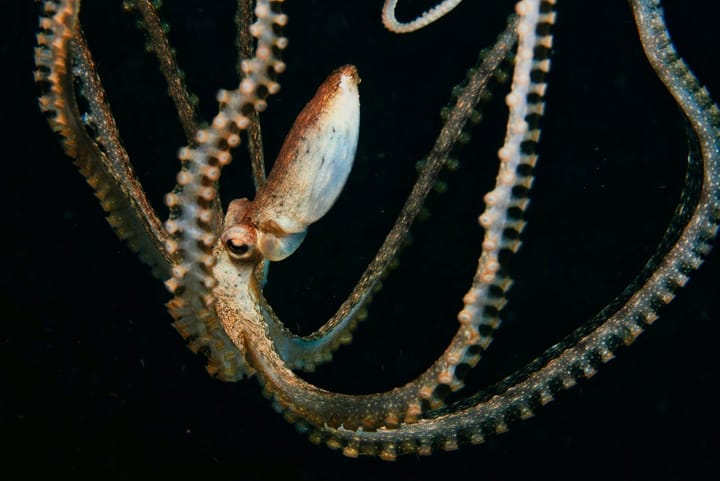 Sucker for neuroscience. Eight arms, one brain: How do they manage?