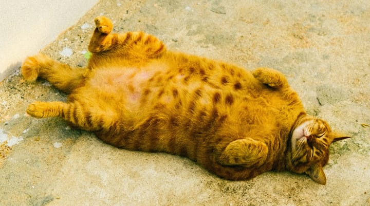Do fat levels influence our memory?